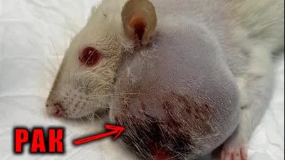 Удаление новообразования молочной железы у крысы - Ветклиника Эпиона