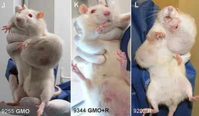 Опухоль размером с крысу | Пикабу