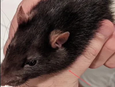 Исследование: крысы ели генетически модифицированную кукурузу и получили  огромные опухоли - Delfi RU