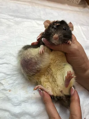 Удаление опухоли у крысы — Ветеринарные центры малотравматичной хирургии и  комплексного восстановления Лебеди