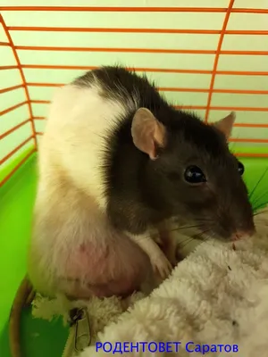 Ростовские ветеринары удалили раковую опухоль домашней крысе
