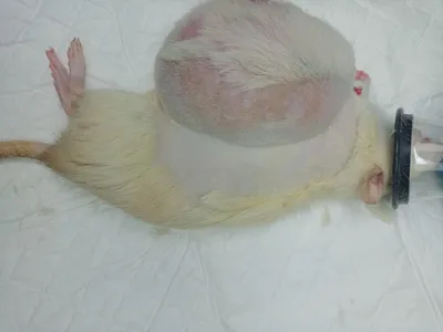 Хирургия новообразования молочной железы у декоративной крысы |  Ветеринарная клиника