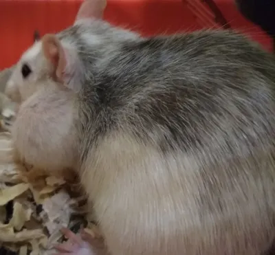 Пермские ветеринары удалили крысе опухоль молочной железы весом 272 грамма  размером с животное - 14 марта 2023 - 59.ru