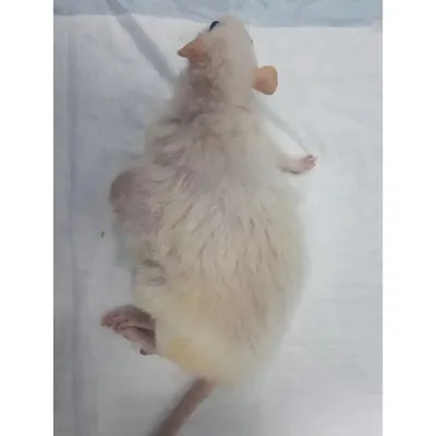 Удаление новообразования молочной железы у крысы - Ветклиника Эпиона
