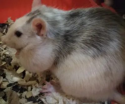 В Твери спасли крысу с опухолью весом 88 граммов - ТИА