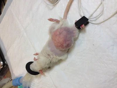 Ученые обнаружили рак у крыс, подвергавшихся излучению от сотового телефона  - РИА Новости, 28.05.2016