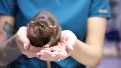 До и После. Удалили у крыса опухоль из лапки. Желаем скорейшего  выздоровления 🤲🏼 | Instagram