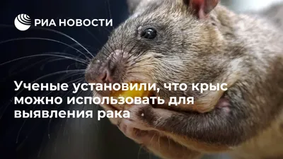 Время у людей и животных отражается на здоровье по-разному. В годовалом  возрасте у крыс уже могут быть опухоли кожи. Очень частым… | Instagram