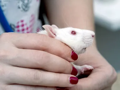 Великоустюгские ветеринары спасли маленькую крысу от огромной опухоли |  newsvo.ru | Дзен