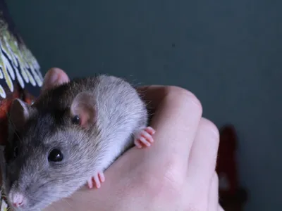 Я тебя и такую люблю!»: кто и как спасает крыс в России | Такие Дела