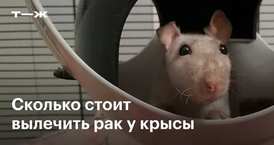 В Ростовской области крысе удалили опухоль размером с половину ее тела -  KP.RU