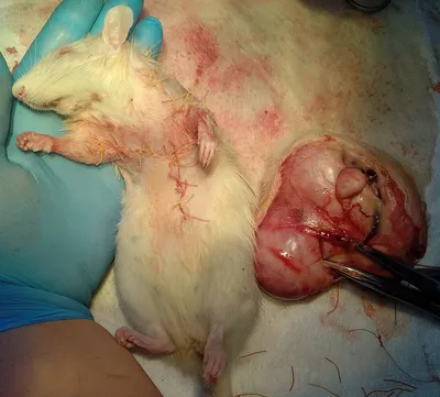 Опухоль железы Зимбала у декоративных крыс | Пикабу