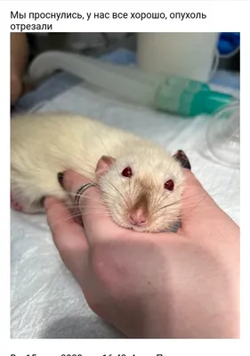 Опухоль у крысы — Ветеринарные центры малотравматичной хирургии и  комплексного восстановления Лебеди