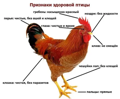 У курицы опухли глаза: причины, лечение