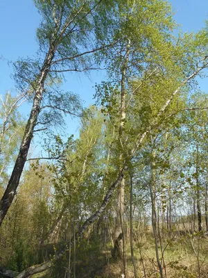 Опушка леса 3д» — создано в Шедевруме