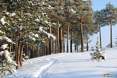 Купить картину Опушка леса в Москве от художника Задворнова Наталия