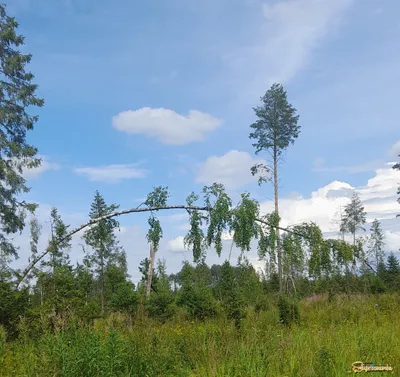 Картина Шишкина «Опушка соснового леса» — описание, фото