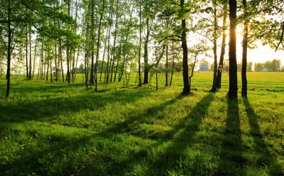 опушка леса с соснами и лиственные деревья с коричневыми листьями Stock  Photo | Adobe Stock