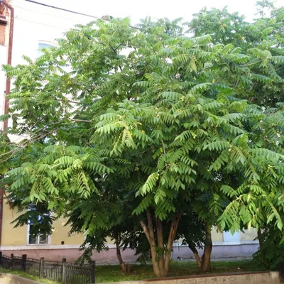 Семена и саженцы Орех Маньчжурский по почте 🌲