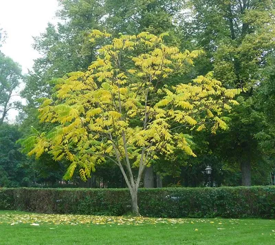 Орех маньчжурский (Juglans mandshurica) - Питомник и Садовый центр Русские  Деревья