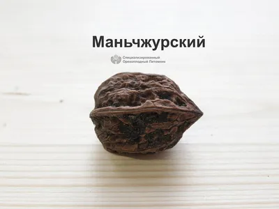 орех маньчжурский