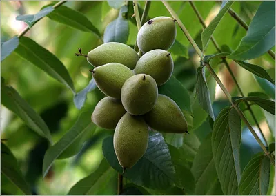 Орех маньчжурский (Juglans mandshurica) — НКО \"NORD-NUC\"