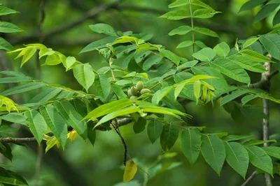 Орех маньчжурский Juglans mandshurica - купить декоративные и хвойные  растения с доставкой по Украине в магазине Добродар