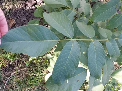 Juglans mandshurica|landshaft.info