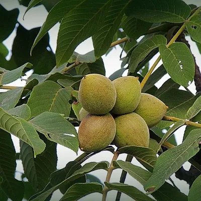 Орех маньчжурский (10 семян). купить, отзывы, фото, доставка - ОКЕАН-СП