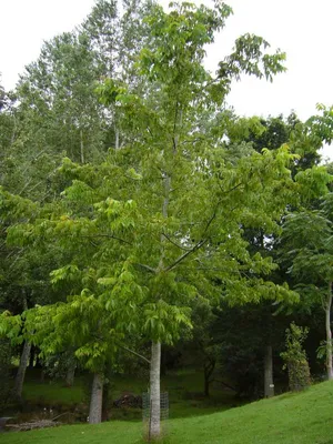 Саженцы Орех маньчжурский \"Juglans mandshuric\" из питомника растений  Гринстрана купить по цене от 0 рублей | Описание, фото, доставка,  консультация — Гринстрана.ру