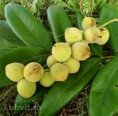 Орех маньчжурский (лат. Juglans mandshurica) — вид листопадных однодомных  деревьев или кустарников рода Орех. Высота достигает 25—30 м.… | Instagram