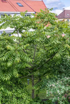 Juglans mandshurica|landshaft.info