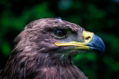 Кафрский орёл — Википедия