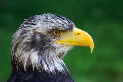 Могущественная птица планеты - Орёл, интересные факты о ней | Ронька! | Дзен