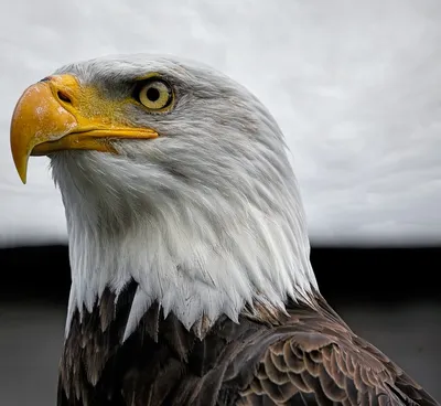 Хищные птицы нашей страны. Часть 3. Орлы. Степной орел. | Пикабу