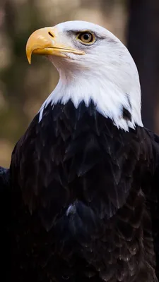 Орел расправляет крылья, орел, птица, сокол фон картинки и Фото для  бесплатной загрузки