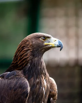 Золотой Орёл Птица Животное Голова - Бесплатное фото на Pixabay - Pixabay