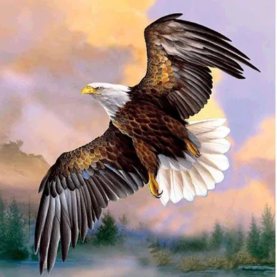 Орел свободы американский седоволасый, красивая птица охотника с Стоковое  Изображение - изображение насчитывающей золотисто, америка: 110405255