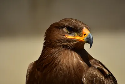 Фотографии орел Птицы Беркут в Шотландии Животные