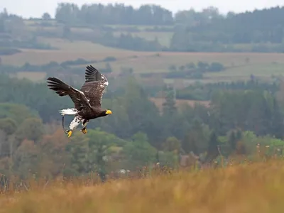 Птица орла в сельской местности Стоковое Фото - изображение насчитывающей  поле, взорвать: 6835558