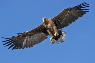 Орёл-птица, летающая над скайпом во Франции Стоковое Фото - изображение  насчитывающей орел, художничества: 246983266