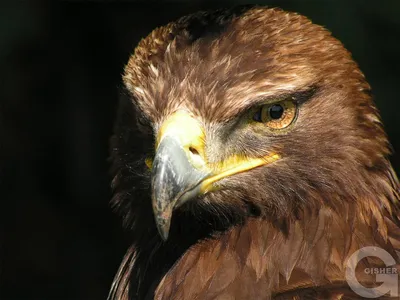 Птенец степного орла | Пикабу