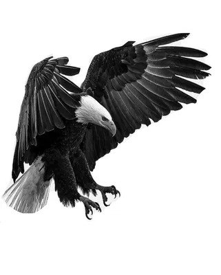 Стахус Тату - Татуировка Орёл. Голова орла теневая, свежая... | Facebook