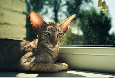 Keebler 🧡🥹#orientalcat #orientalshorthaircat #peterbald #cat #cattok... |  Oriental Cat | TikTok