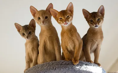 Животные, Ориентальные кошки: описания животных, приколы, фото и видео —  Горячее | Пикабу