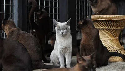 Смешной сердитый восточный котенок Shorthair Пойдите в нападение Стоковое  Фото - изображение насчитывающей опасность, отечественно: 42366960