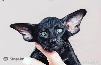 Sweet Winstony honks🙌🧡 #orientalshorthair #orientalcat #cutecat #fun... |  oriental shorthair | TikTok