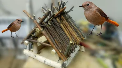 Кормушка для птиц: как сделать оригинальную и красивую кормушку своими  руками (145 фото + видео) | Landshafblog - все о ландшафте! | Дзен