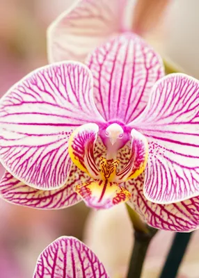 Орхидея Phalaenopsis (отцвёл)