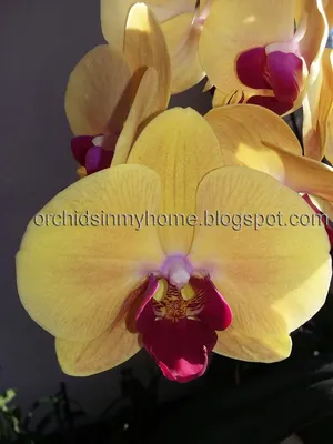 🌺 Сорта названия орхидей фаленопсис 🌺 Phalaenopsis orchid varieties 🌺 Каталог  Орхидей 🌺 Белые 🌺 | Орхидеи, Белые орхидеи, Выращивание орхидей